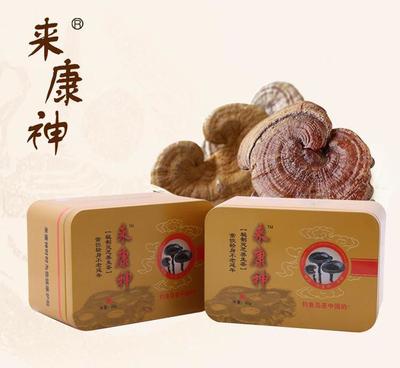 批發(fā)海拔800米一星秘制靈芝養(yǎng)生茶 天然免疫調(diào)節(jié)與抗疲勞之選